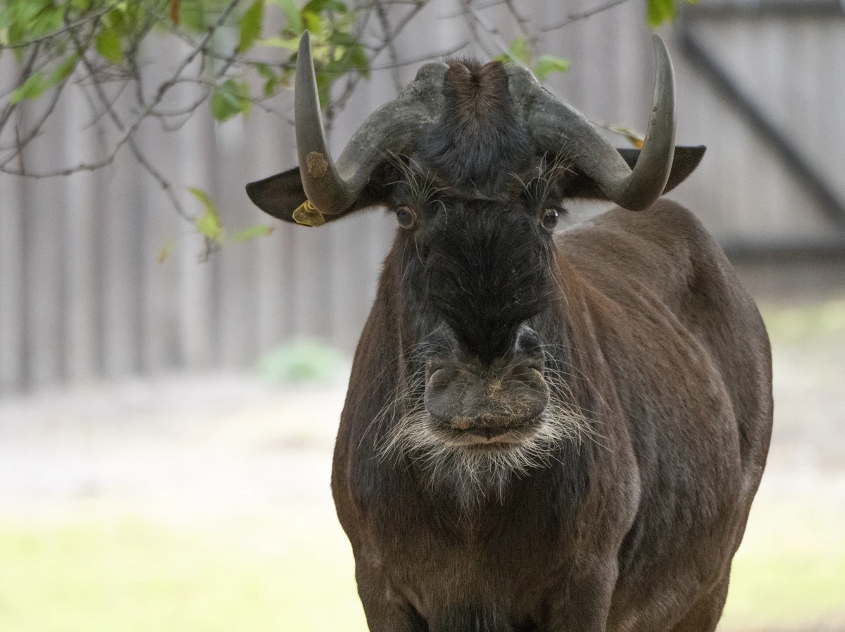 Le Droit des animaux: Une approche juridique pour leur protection et leur bien-être